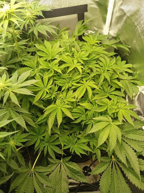 Dominastammbaum. Week 9