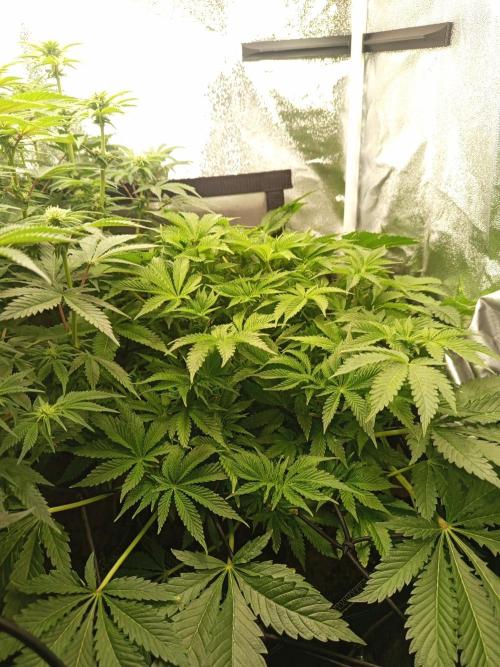 Dominastammbaum. Week 9