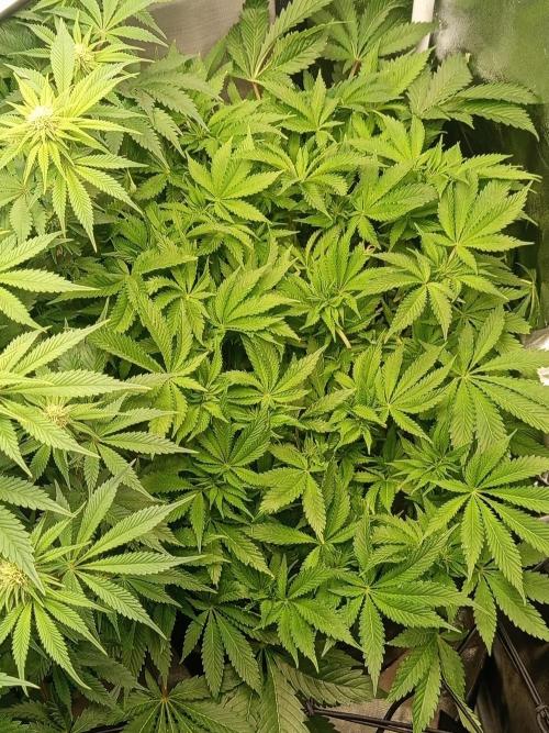 Dominastammbaum. Week 9