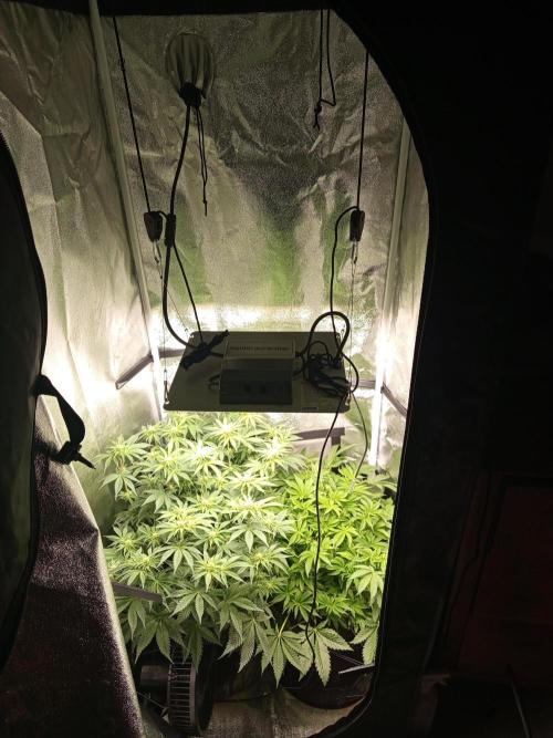 Dominastammbaum. Week 9