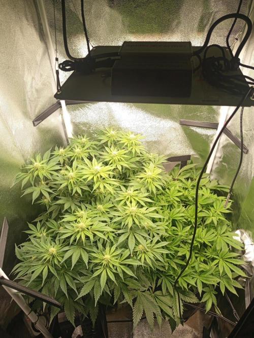 Dominastammbaum. Week 9