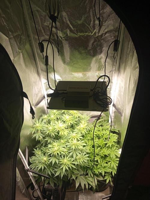 Dominastammbaum. Week 9