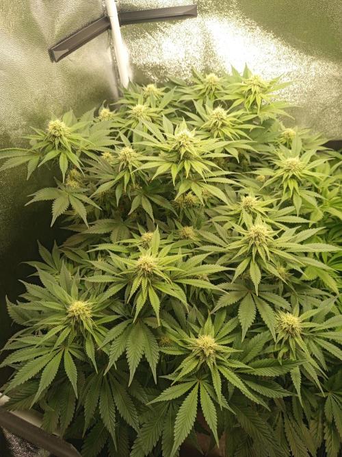 Dominastammbaum. Week 10