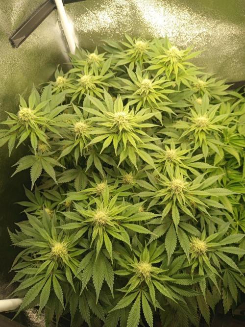 Dominastammbaum. Week 10