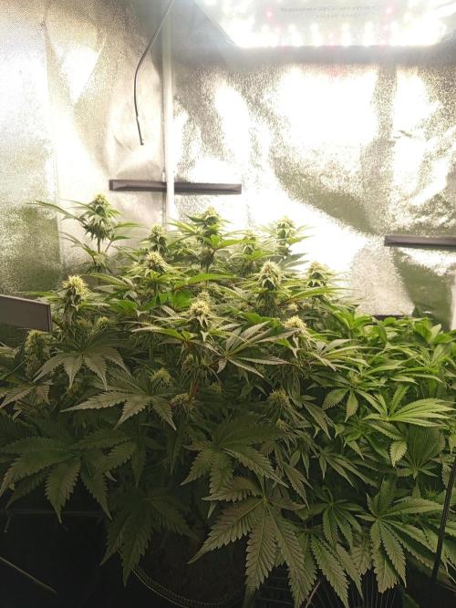 Dominastammbaum. Week 10