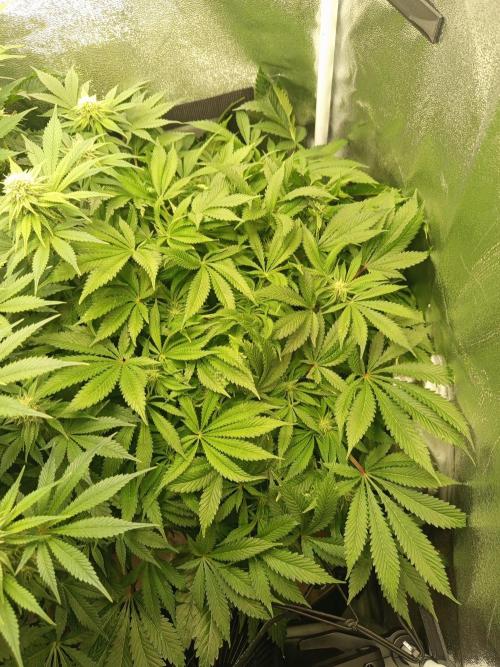 Dominastammbaum. Week 10