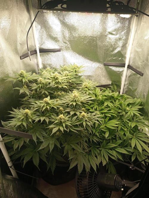 Dominastammbaum. Week 10