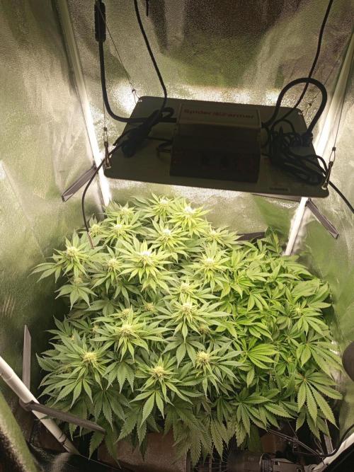 Dominastammbaum. Week 10