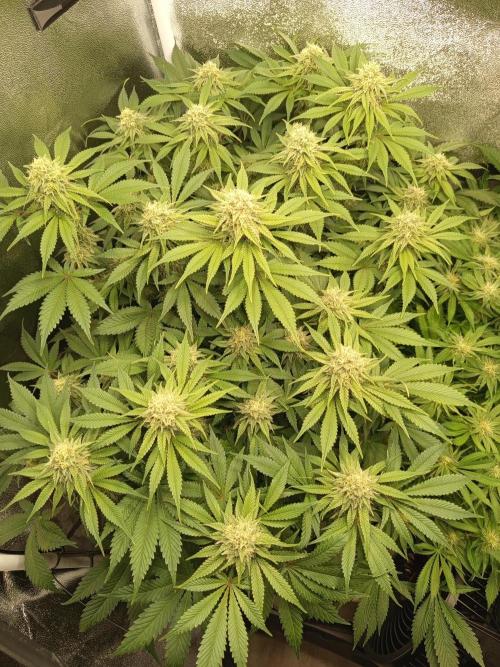 Dominastammbaum. Week 11