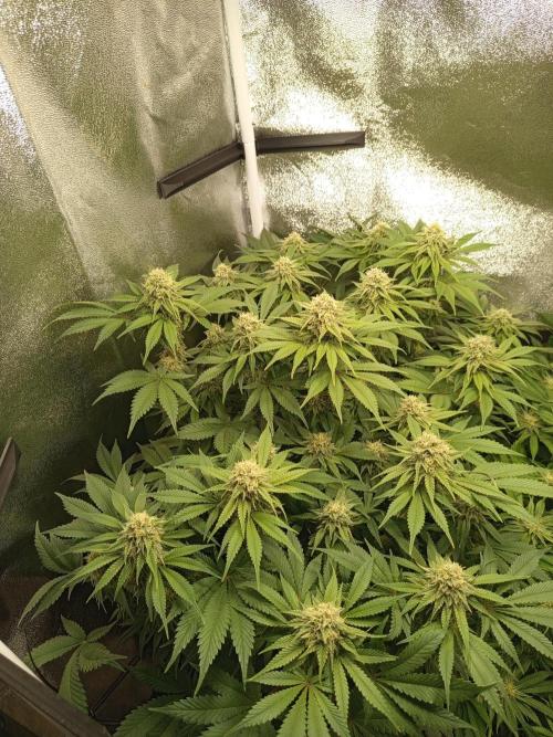 Dominastammbaum. Week 11