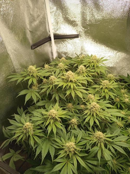Dominastammbaum. Week 11