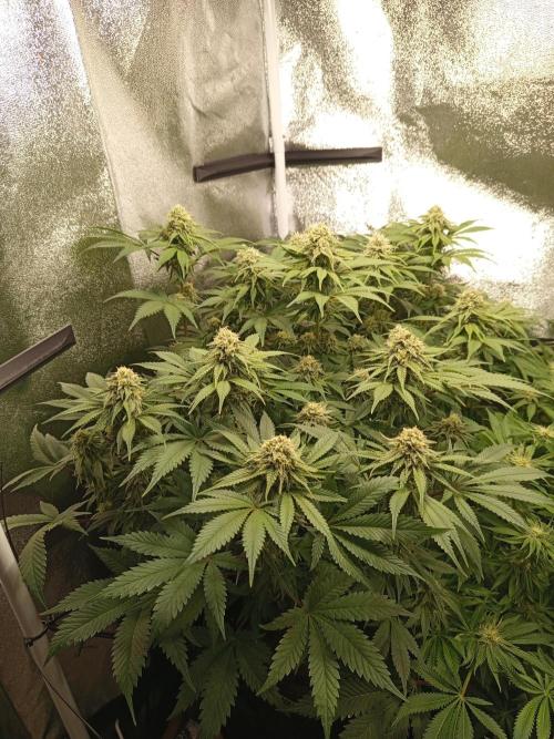 Dominastammbaum. Week 11
