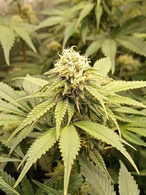 Dominastammbaum. Week 11
