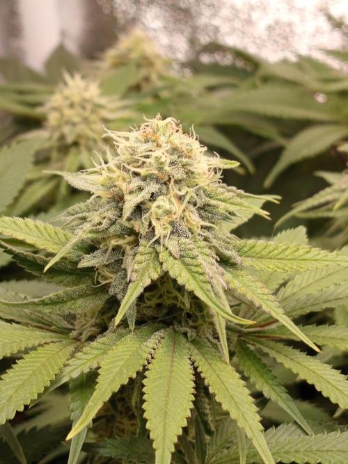 Dominastammbaum. Week 11