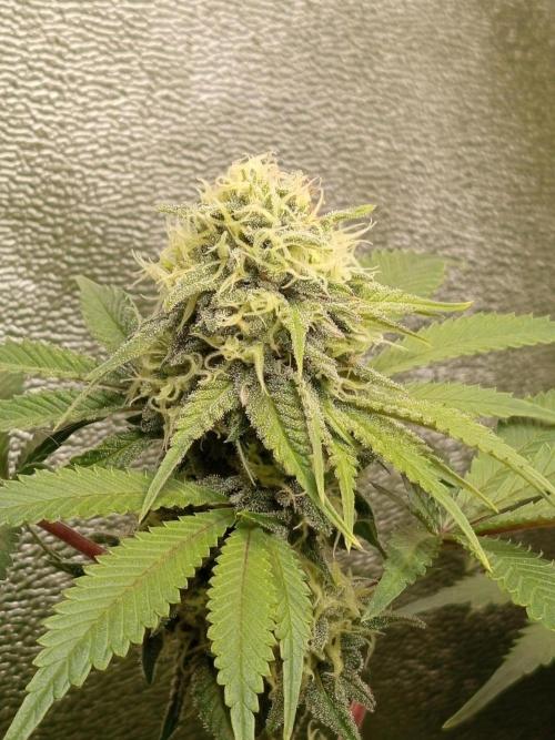 Dominastammbaum. Week 11