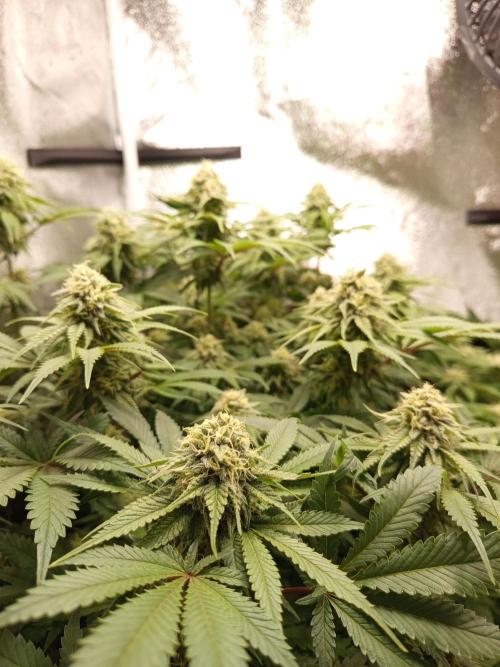 Dominastammbaum. Week 11