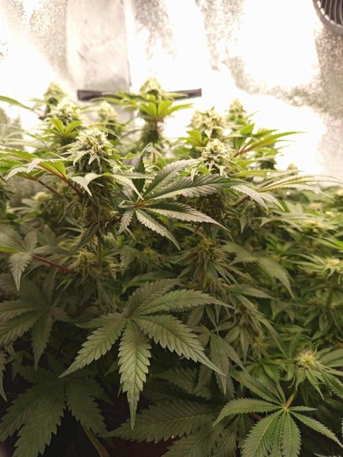 Dominastammbaum. Week 11
