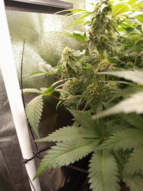 Dominastammbaum. Week 11