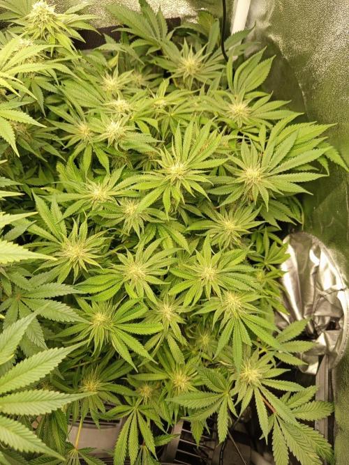 Dominastammbaum. Week 11
