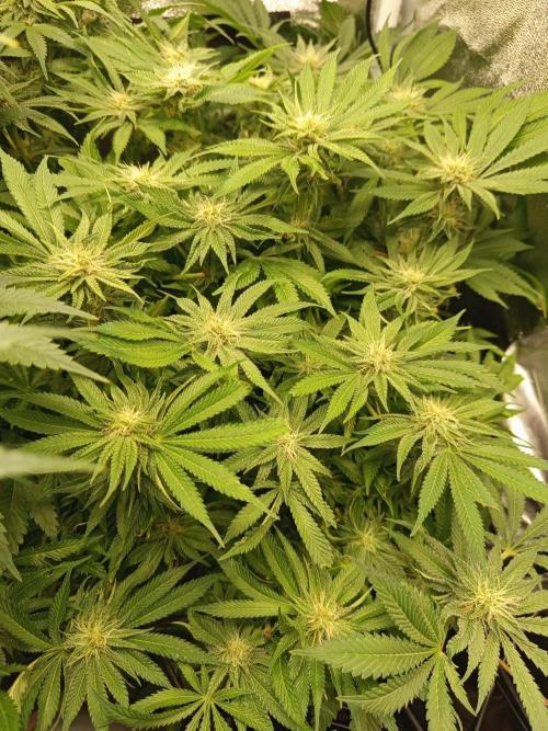 Dominastammbaum. Week 11