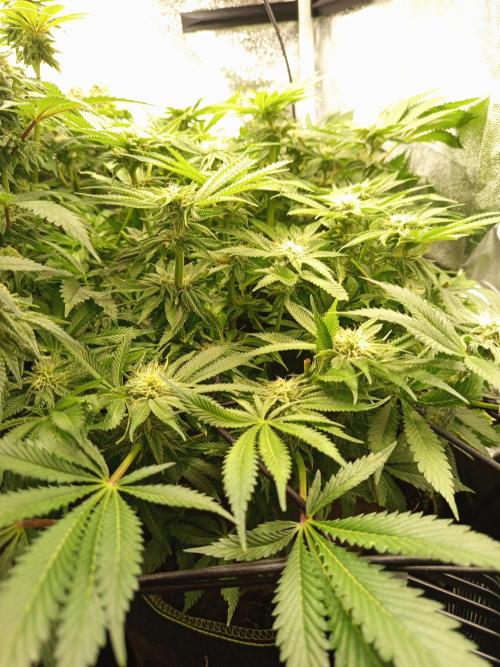 Dominastammbaum. Week 11