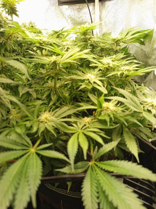 Dominastammbaum. Week 11
