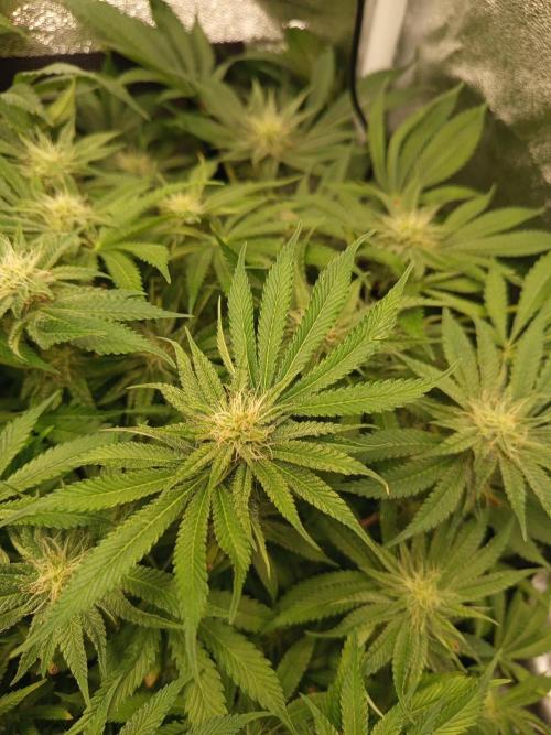 Dominastammbaum. Week 11