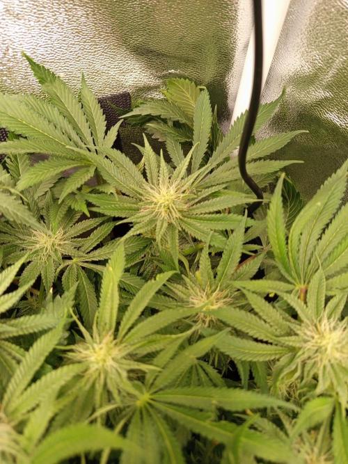 Dominastammbaum. Week 11