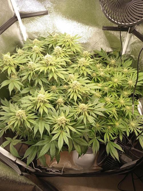 Dominastammbaum. Week 11