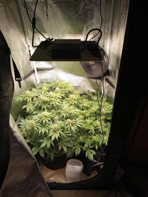 Dominastammbaum. Week 11