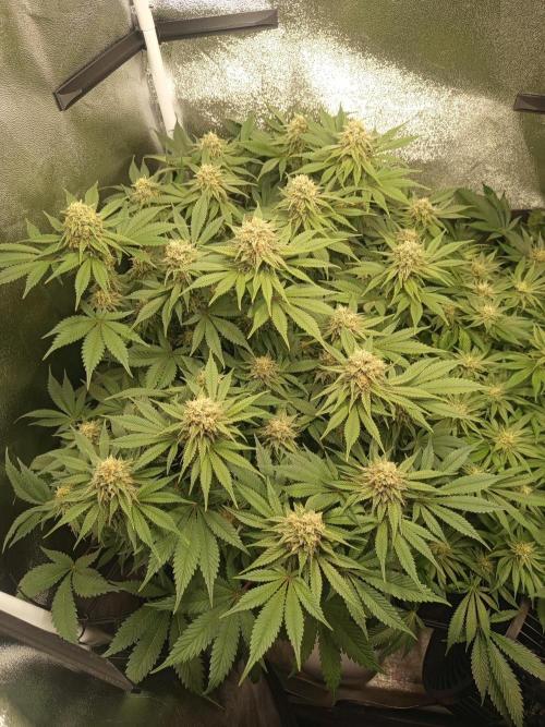 Dominastammbaum. Week 12