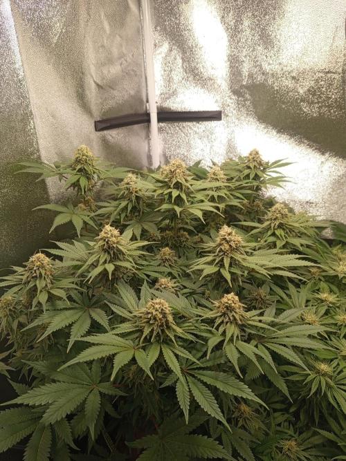 Dominastammbaum. Week 12
