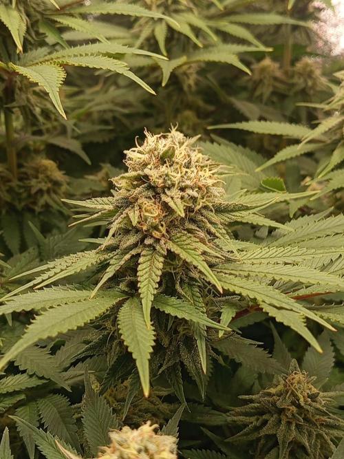 Dominastammbaum. Week 12