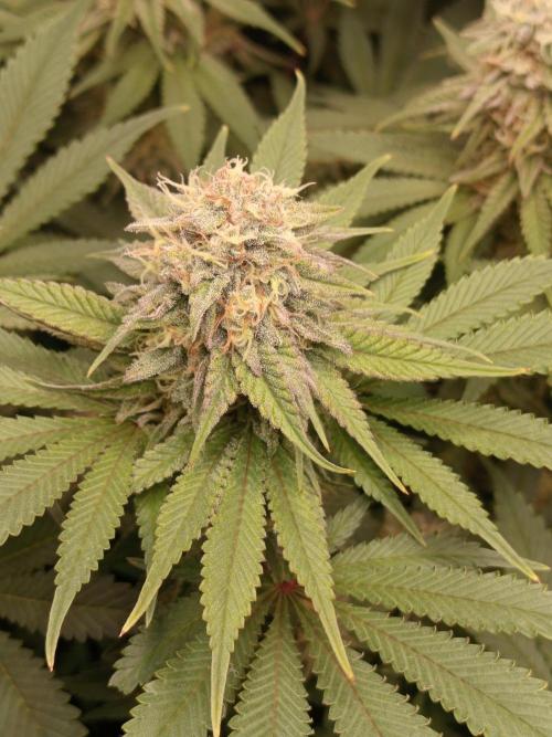 Dominastammbaum. Week 12