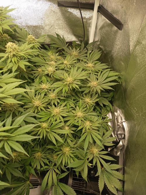 Dominastammbaum. Week 12