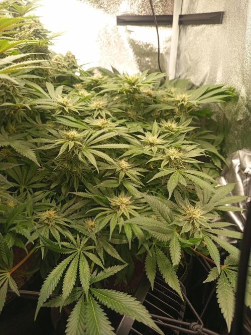 Dominastammbaum. Week 12