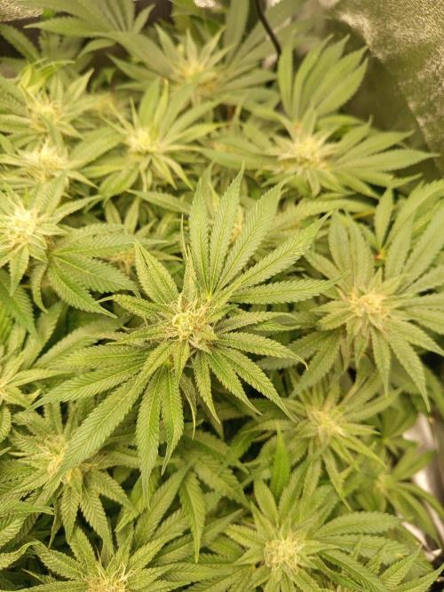 Dominastammbaum. Week 12