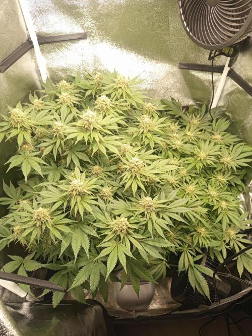 Dominastammbaum. Week 12