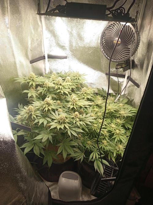 Dominastammbaum. Week 12