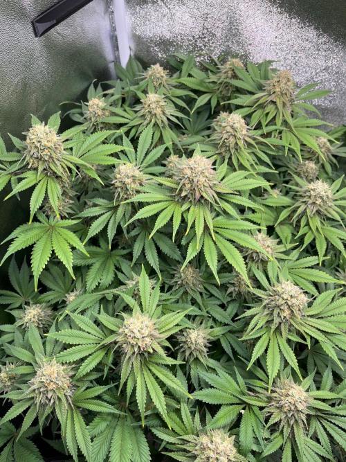 Dominastammbaum. Week 13