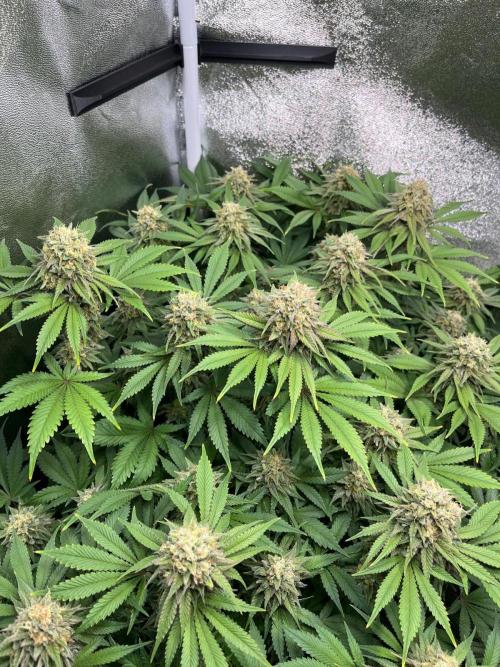 Dominastammbaum. Week 13