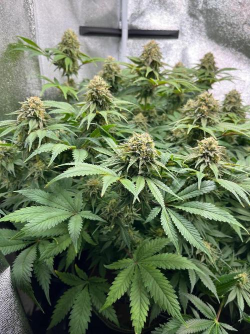 Dominastammbaum. Week 13