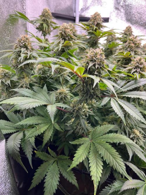 Dominastammbaum. Week 13