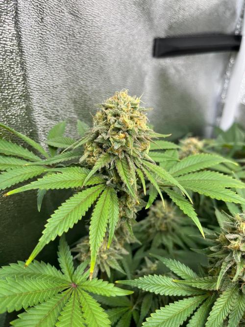 Dominastammbaum. Week 13