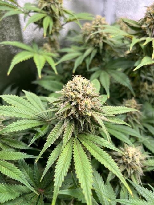 Dominastammbaum. Week 13