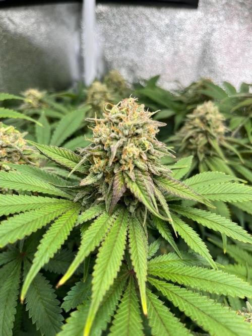 Dominastammbaum. Week 13