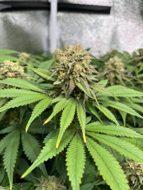 Dominastammbaum. Week 13
