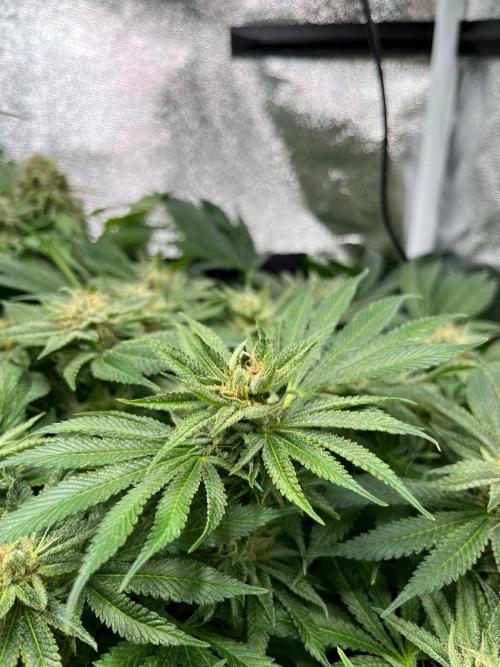 Dominastammbaum. Week 13