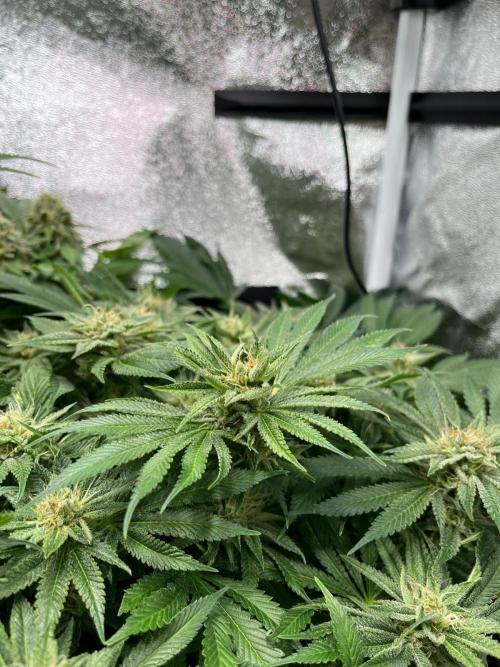 Dominastammbaum. Week 13