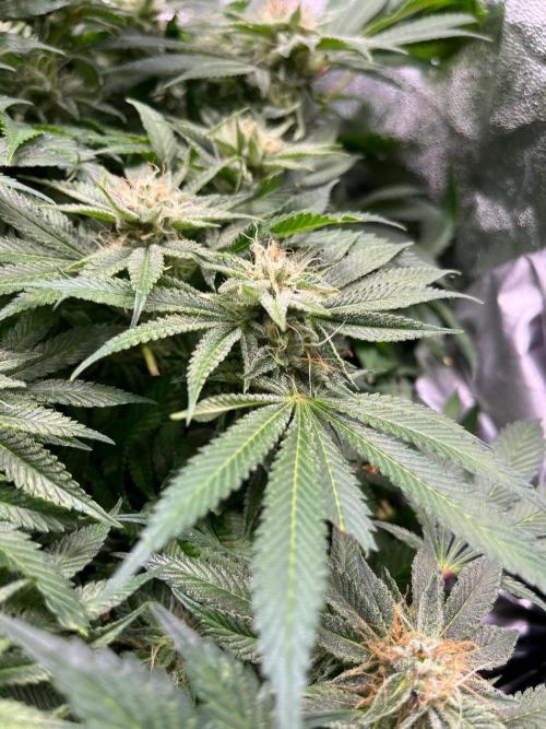 Dominastammbaum. Week 13